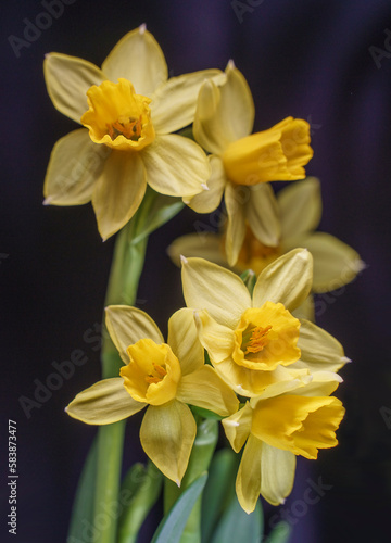 yellow daffodils on black background