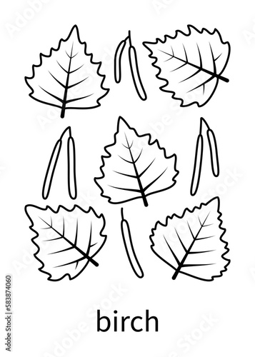 Birch leaves and birch fruits vector linear icons. Isolated collection of line icon birch leaves on white background.