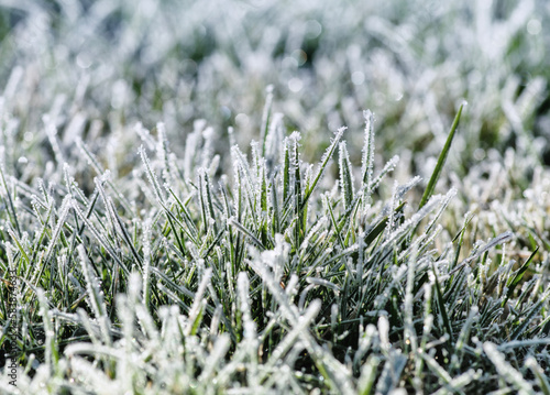 Green grass with morning frost