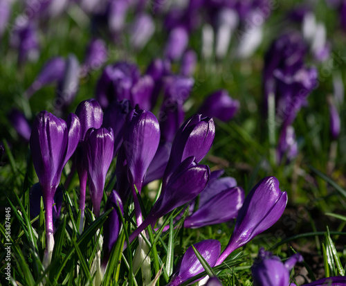 purple crocus flowers in a grass