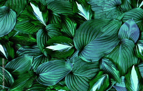 Green leaves background