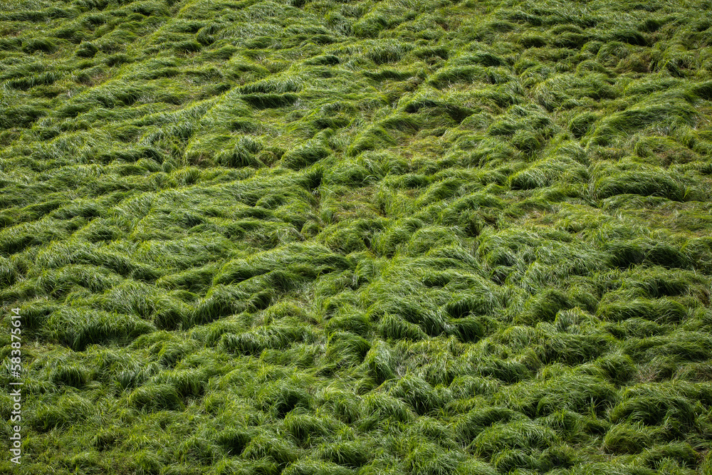 Bright savannah grass in the morning Bright savannah grass in the morning