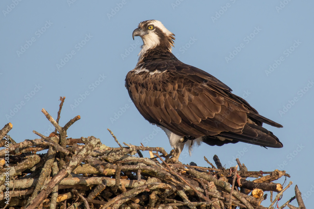 Osprey on nest, Massachusetts, New England Osprey on nest, Massachusetts, New England