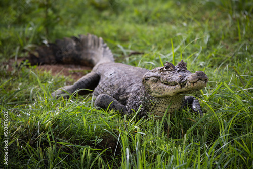 Crocodile on the river bank - Rio Negro in Costa Rica (crocodylus acutus)