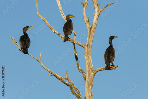 Double-crested Cormorants in Deadwood, Massachusetts, New England photo