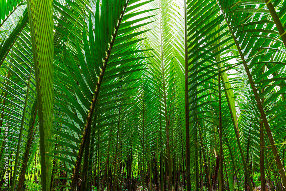 Palm leaf,tropical palm leaves, floral background, real pictur Palm leaf,tropical palm leaves, floral background, real pictur