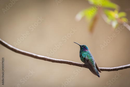 Hummingbird - Campylopterus hemileucurus Costa Rica - sitting on the branch