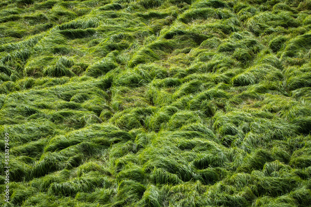 Bright savannah grass in the morning Bright savannah grass in the morning