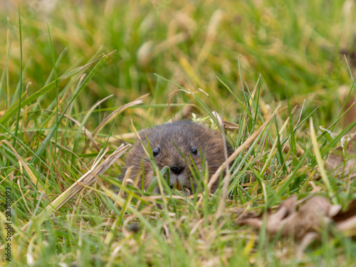 Water Vole Looking out a Hole