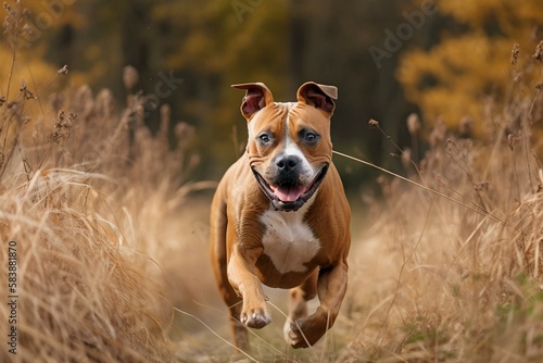 American Staffordshire Terrier, dog, Generative AI photo