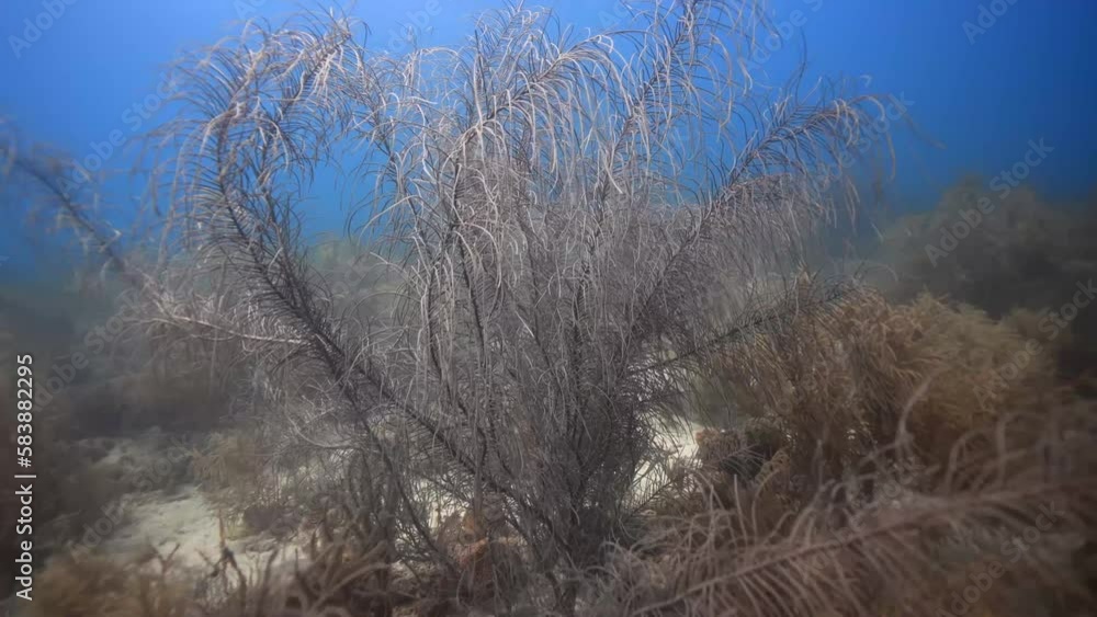 Underwater coral garden in Caribbean Sea Underwater coral garden in Caribbean Sea