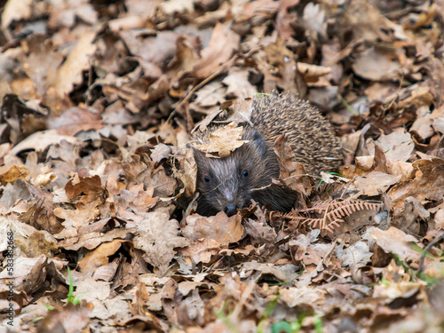 Hedgehog Walking in the Leaf Litter