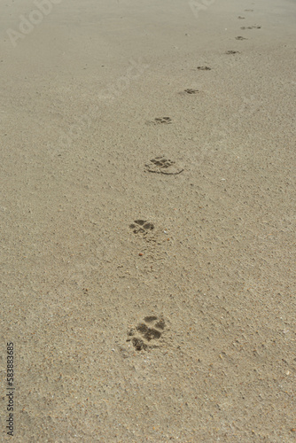 dog footprints on sand
