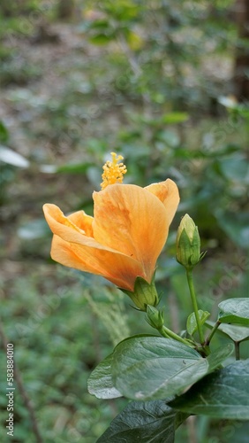 Hibiscus boryanus flower