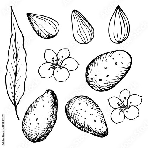 Set with almonds. Almonds, seeds, nuts, flowers and leaves of the almond tree are hand-drawn. Sketch style illustration on isolated background. Design element