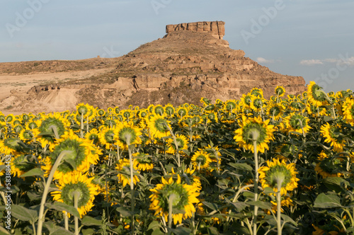 Sunflowers field with eroded hill of sandstone and clay. Los Torrollones. Los Monegros. Huesca. Aragon photo