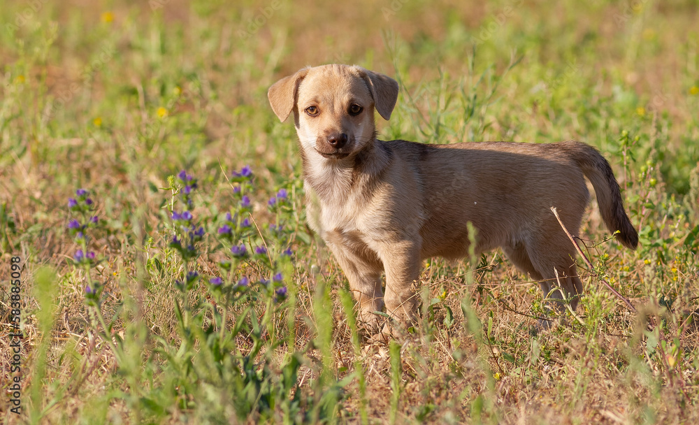 Dog, Canis familiaris. A puppy stands in the grass and looks into the lens Dog, Canis familiaris. A puppy stands in the grass and looks into the lens