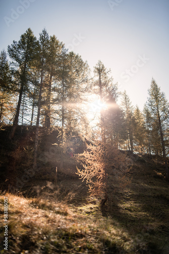 Strong sunlight is shining on the larches of the forest of Alpe Devero during an autumnal morning, Northern Italy,