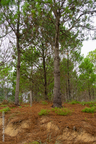bosque de pinos pineros
