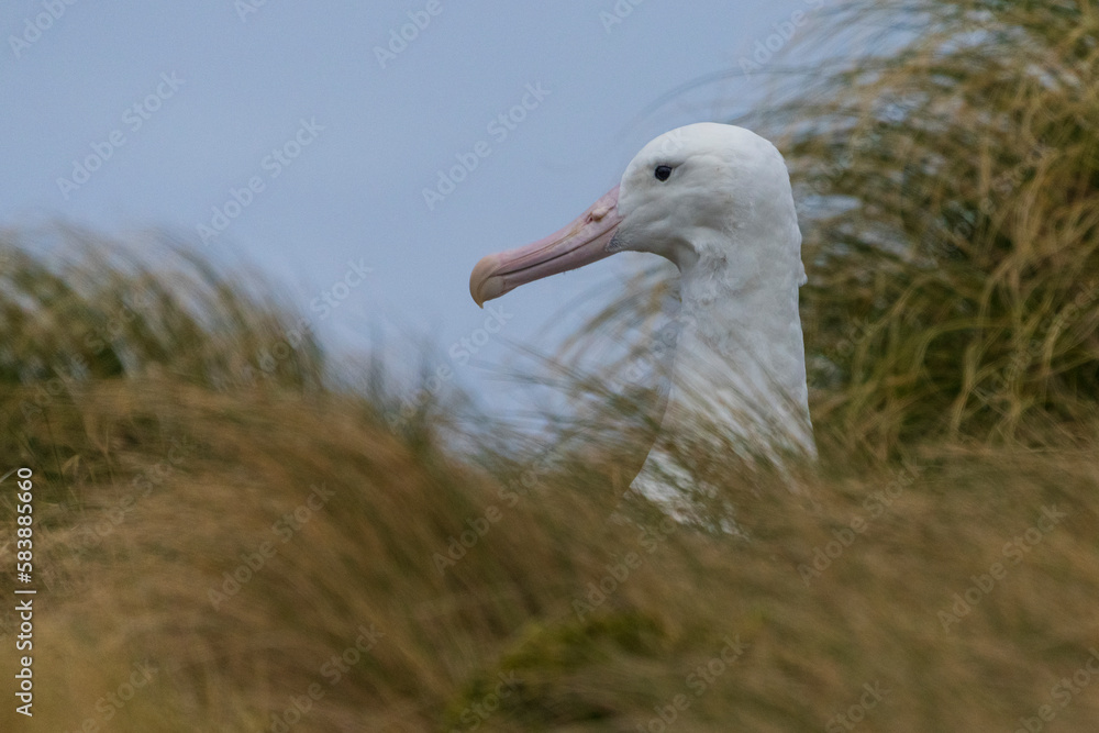 Fototapeta premium King Albatross close up