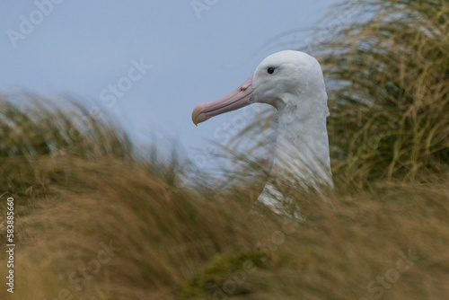 King Albatross close up © Johannes Jensås