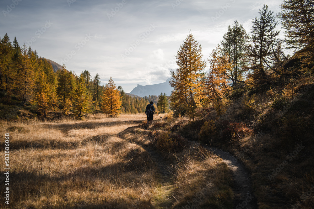 A hiker is walking along a hiking trail in the Alpe Devero, surrounded by yellow larches during autumn