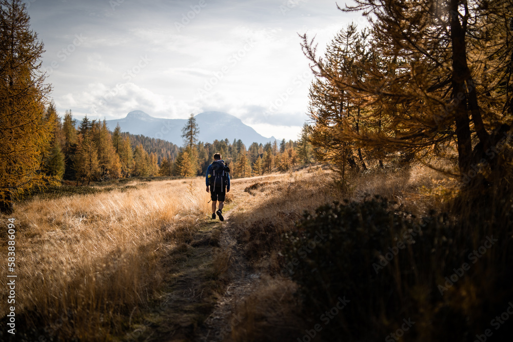 Fototapeta premium A hiker is walking along a hiking trail in the Alpe Devero, surrounded by yellow larches during autumn