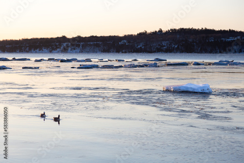 Couple of hybrid geese swimming in the St. Lawrence River during a sunny early spring morning, with ice chunks floating in the background, Cap-Rouge area, Quebec City, Quebec, Canada