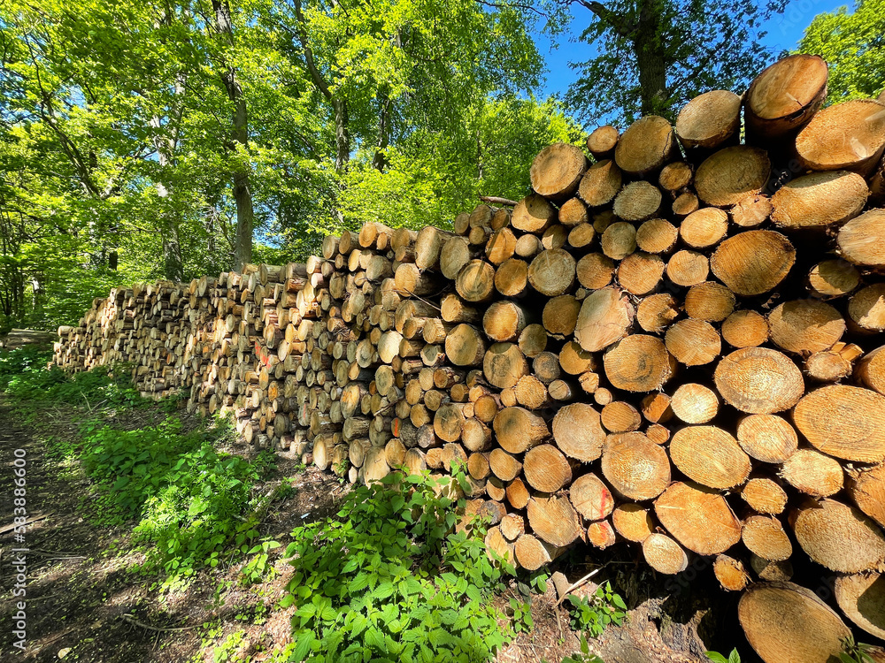 Logs on piles for processing as firewood or construction timber