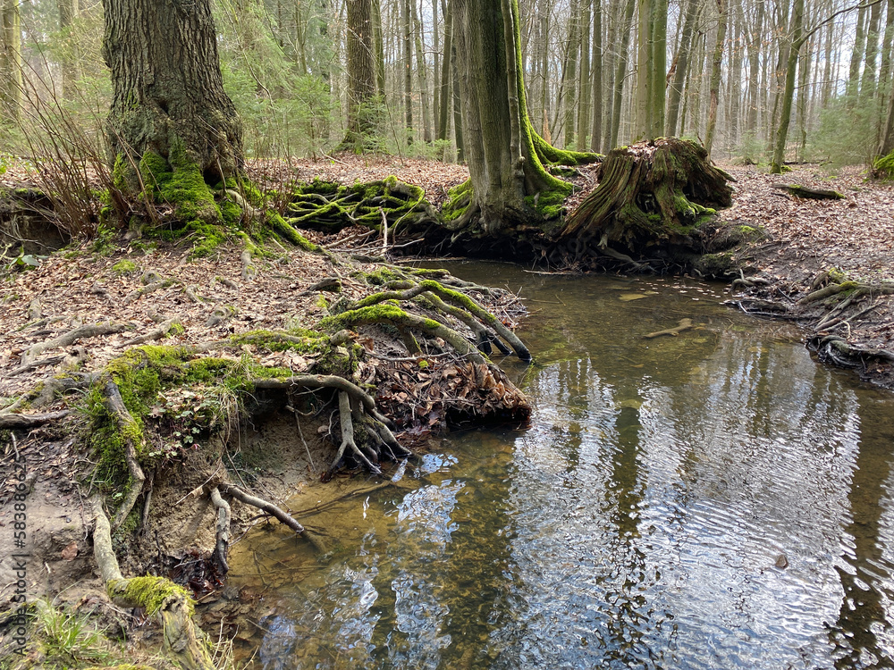 Trees with visible roots by a small stream in the forest Trees with visible roots by a small stream in the forest