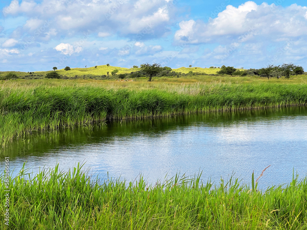 Pond with plants in a nature reserve Pond with plants in a nature reserve