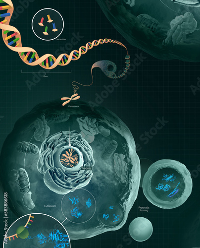 The role of DNA in the cell, illustration photo