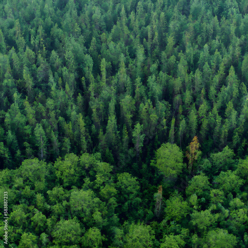 Aerial view of a dark green boreal forest