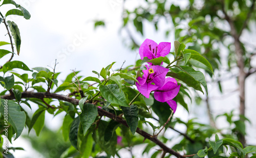 beautiful bougenville flowers at the garden - pink or purple flower 