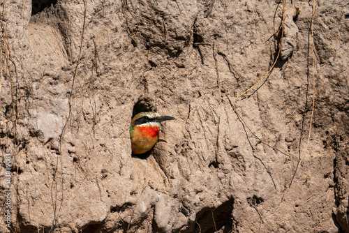 White-fronted bee-eater (Merops bullockoides) in the nest, Chobe National Park photo