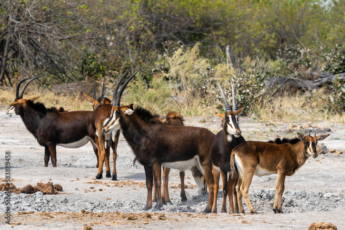 Sable antelopes (Hippotragus niger), Khwai Concession, Okavango Delta photo