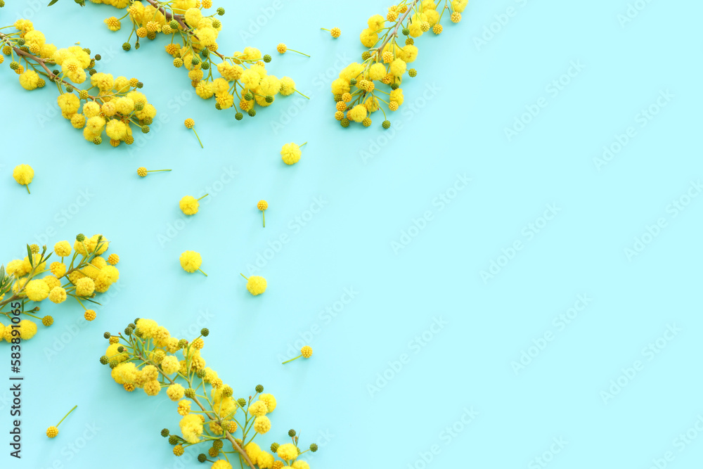 Top view image of spring yellow mimosa flowers composition over pastel blue background Top view image of spring yellow mimosa flowers composition over pastel blue background