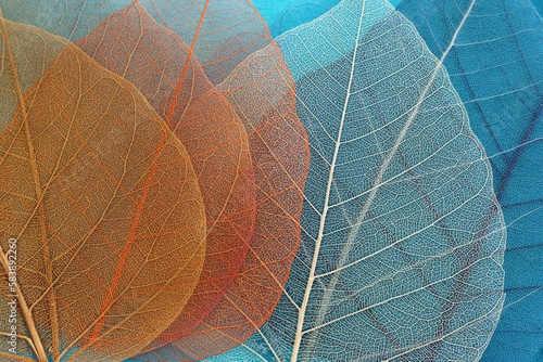 Colorful transparent and delicate skeleton leaves © tomertu
