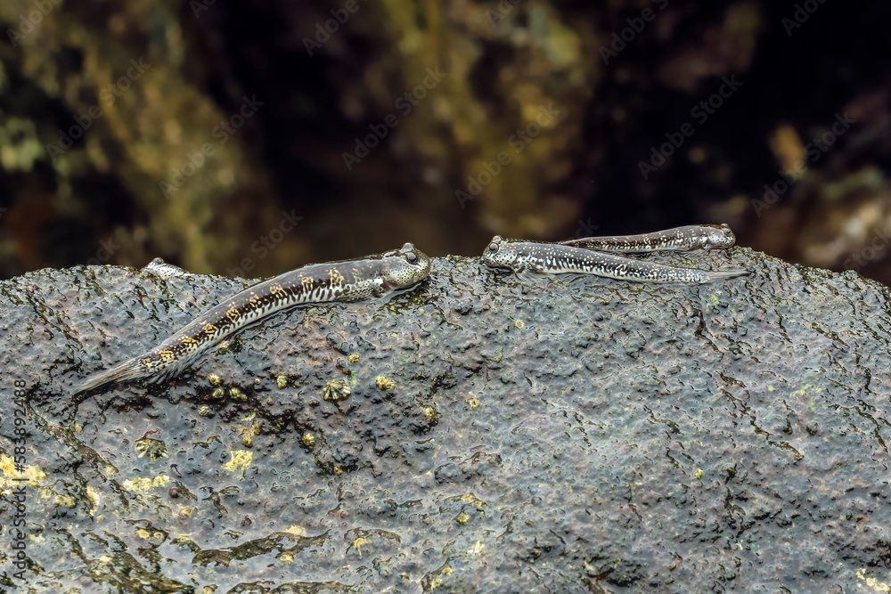 Genus Alticus jumping amphibious fish (rockskippers) (leaping blennies), Siau, Sangihe Archipelago, North Sulawesi, Indonesia Genus Alticus jumping amphibious fish (rockskippers) (leaping blennies), Siau, Sangihe Archipelago, North Sulawesi, Indonesia