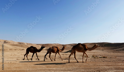 Arabian camels in the Judean Desert, Israel photo