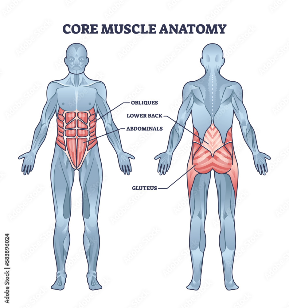 Core Muscle Anatomy With Obliques Abdominals Lower Back And Gluteus core-muscle-anatomy-with-obliques-abdominals-lower-back-and-gluteus