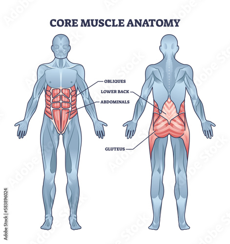 Core muscle anatomy with obliques, abdominals, lower back and gluteus location outline diagram. Labeled educational scheme with physical muscular system for abs, six pack or torso vector illustration