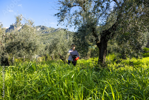 farmer throws manure on the land for the green olive trees so that the fruit of the olive grows in the best way. Sustainable organic farming. woman holding a green seedling growing in soil