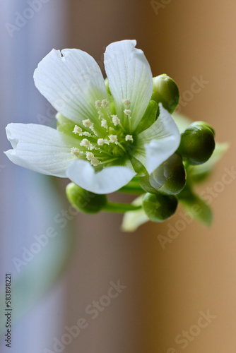 The flower (Dionaea muscipula) is a carnivorous plant that catches and digests its prey, generally insects. photo