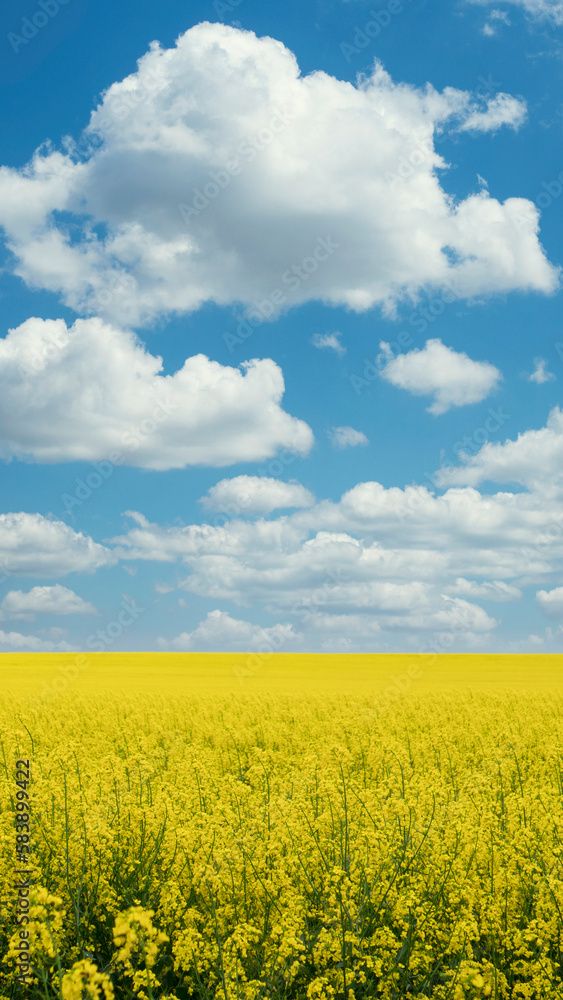 Yellow blooming canola field under a blue sky with white clouds.