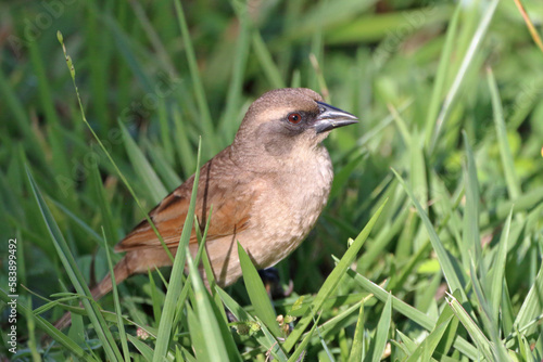 Pale Baywing (Agelaioides fringillarius) perched on grass. photo