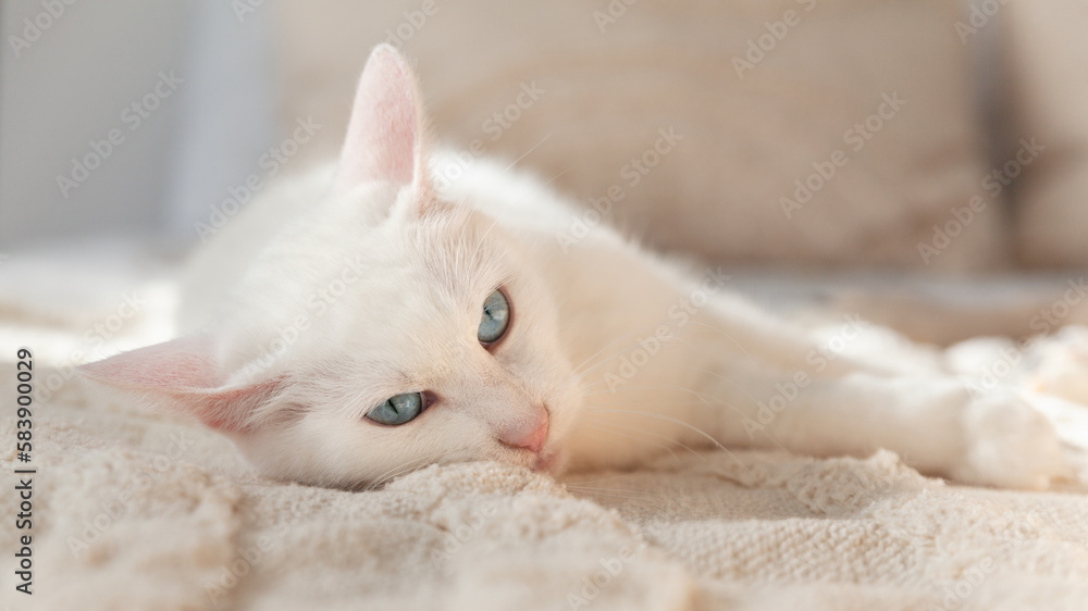 Cute mixed breed blue eyes white fur cat on beige plaid. Pets care and welfare concept.