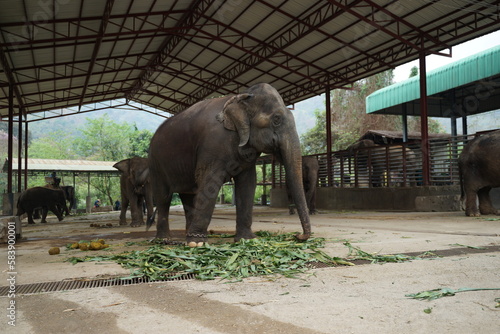 elephant in the elephant home camp 