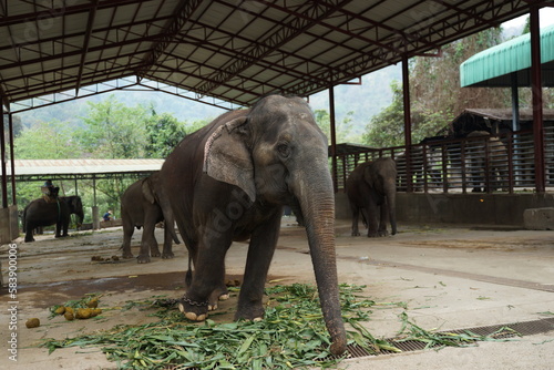 elephant in the elephant home camp 