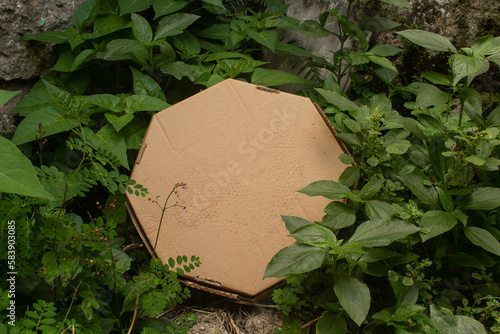 Pizza box among plants